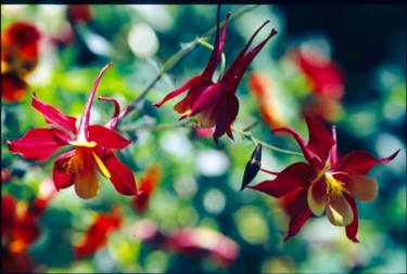 Photography titled "Fuschias" by Odile, Original Artwork