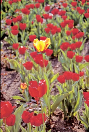 Photographie intitulée "Tulipes" par Odile, Œuvre d'art originale