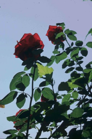 Photography titled "Deux roses en contr…" by Odile, Original Artwork
