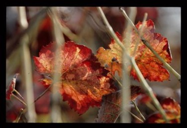 Photographie intitulée "Vignes rouges Portu…" par Odile, Œuvre d'art originale