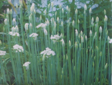 Фотография под названием "Fines herbes du jar…" - Odilon Talbot, Подлинное произведение искусства, Цифровая фотография