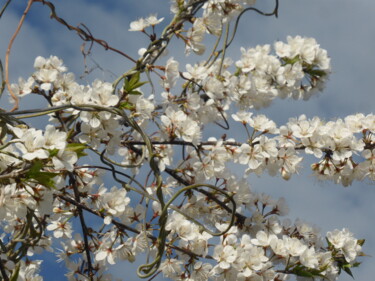Photographie intitulée "Le printemps ne dur…" par Odilon Talbot, Œuvre d'art originale, Photographie numérique