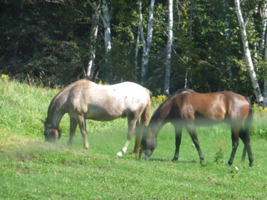 Photographie intitulée "Magnifiques chevaux…" par Odilon Talbot, Œuvre d'art originale, Photographie numérique