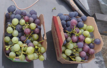 Photographie intitulée "Récolte vinicole 20…" par Odilon Talbot, Œuvre d'art originale, Photographie numérique