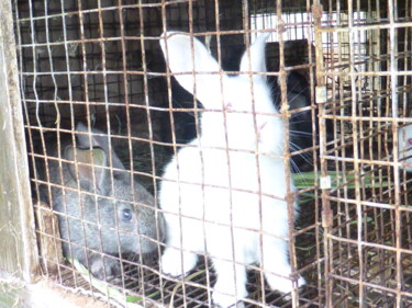 Fotografía titulada "Joli lapin blanc" por Odilon Talbot, Obra de arte original, Fotografía digital