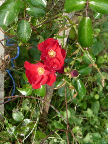 Fotografie getiteld "Deux roses éclatant…" door Odilon Talbot, Origineel Kunstwerk, AI gegenereerde afbeelding