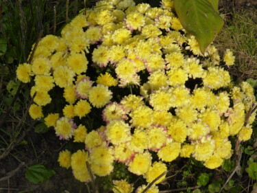 Fotografia zatytułowany „Magnifiques fleurs…” autorstwa Odilon Talbot, Oryginalna praca, Fotografia cyfrowa