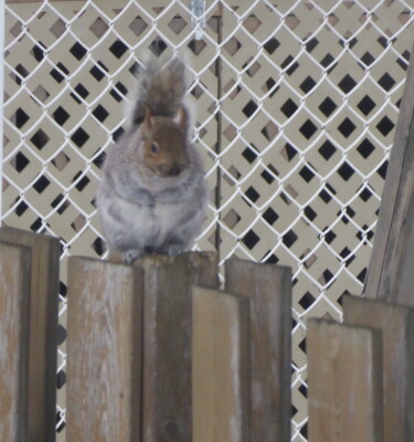 Arts numériques intitulée "Un de mes écureuils…" par Odilon Talbot, Œuvre d'art originale, Image générée par l'IA