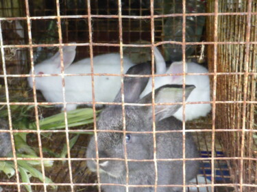 Fotografía titulada "Des lapins bien nou…" por Odilon Talbot, Obra de arte original, Fotografía digital