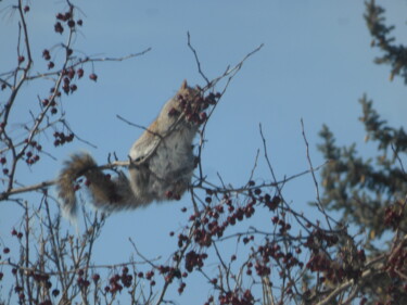 Photographie intitulée "Un écureuil dans so…" par Odilon Talbot, Œuvre d'art originale, Photographie numérique