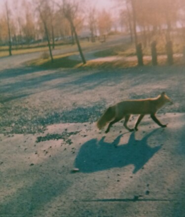Photographie intitulée "Un renard errant" par Odilon Talbot, Œuvre d'art originale, Photographie numérique