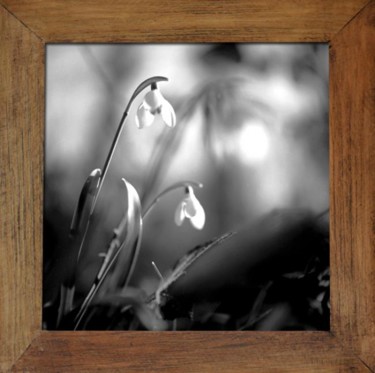 Photography titled "Galanthus nivalis L." by Oeildepierre, Original Artwork