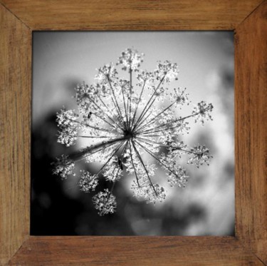 Photographie intitulée "Heracleum sphondyli…" par Oeildepierre, Œuvre d'art originale