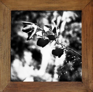 Photographie intitulée "Solanum Rantonetti…" par Oeildepierre, Œuvre d'art originale