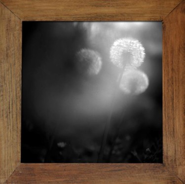 Photographie intitulée "Taraxacum sp." par Oeildepierre, Œuvre d'art originale