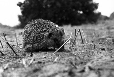 Photographie intitulée "son oeil reste aler…" par Oeildepierre, Œuvre d'art originale