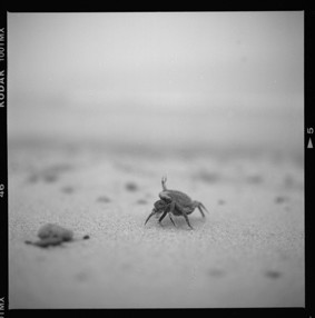 Photographie intitulée "crabes" par Oeildepierre, Œuvre d'art originale