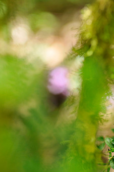 Photographie intitulée "rosa" par Oeildepierre, Œuvre d'art originale