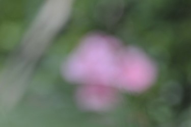 Photographie intitulée "rosa noémie" par Oeildepierre, Œuvre d'art originale