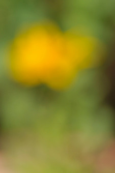 Photographie intitulée "calendula" par Oeildepierre, Œuvre d'art originale