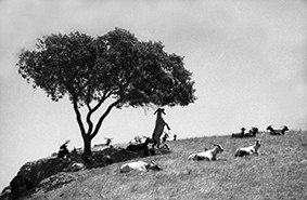 Photographie intitulée "Chèvres" par Oeildepierre, Œuvre d'art originale