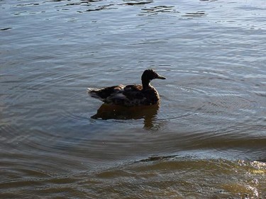 Photography titled "Duck in fælledparke…" by Mikala Lykke, Original Artwork