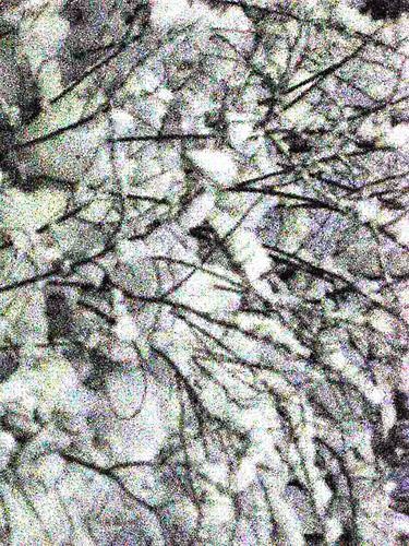 Photography titled "Branches cowered wi…" by Mikala Lykke, Original Artwork