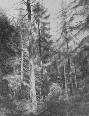 Drawing titled "Light in the forest" by Oksana Duchenchuk, Original Artwork, Pencil