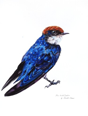 绘画 标题为“Wire-tailed swallow” 由Oksana Shkrebets, 原创艺术品, 水彩