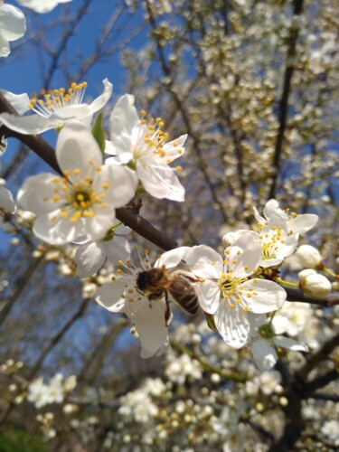 Φωτογραφία με τίτλο ""Весна"" από Оксана Верстюк, Αυθεντικά έργα τέχνης, Ψηφιακή φωτογραφία