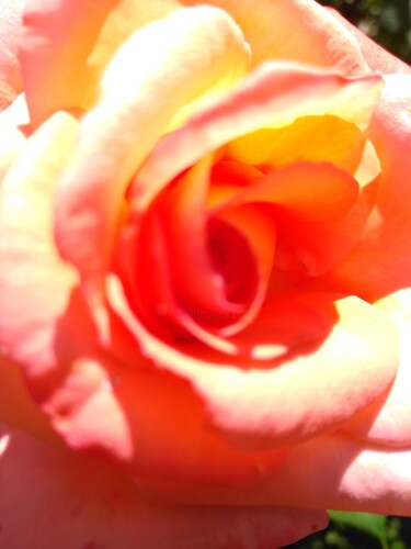 Фотография под названием ""Роза"" - Оксана Верстюк, Подлинное произведение искусства, Цифровая фотография