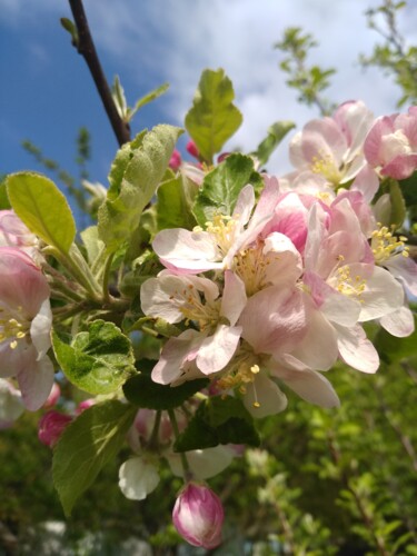 Фотография под названием "Цветы яблони" - Оксана Верстюк, Подлинное произведение искусства, Цифровая фотография