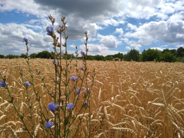 Фотография под названием "Пейзаж урожайного п…" - Оксана Верстюк, Подлинное произведение искусства, Цифровая фотография