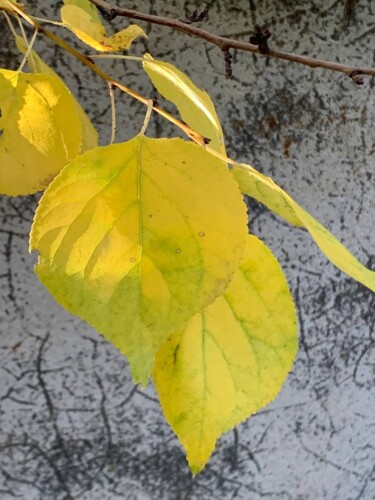 Фотография под названием "Осень" - Оксана Верстюк, Подлинное произведение искусства, Цифровая фотография