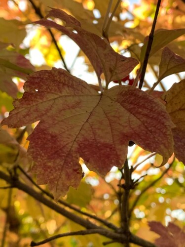 Фотография под названием "Листья калины" - Оксана Верстюк, Подлинное произведение искусства, Цифровая фотография