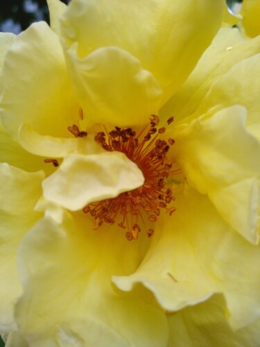 摄影 标题为“Роза жёлтая” 由Оксана Верстюк, 原创艺术品, 数码摄影