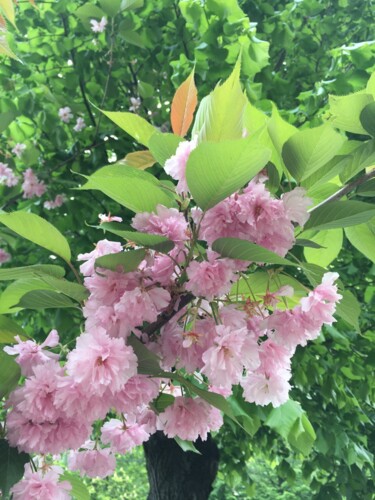 Photographie intitulée "Fleurs de sakura" par Oksana Verstiuk, Œuvre d'art originale, Photographie numérique