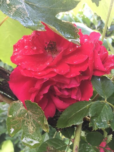 Fotografie getiteld "Розы красные 3" door Oksana Verstiuk, Origineel Kunstwerk, Digitale fotografie