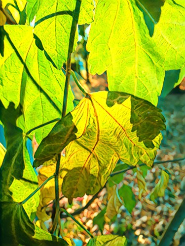komorebi-sunlight-through-the-leaves-11-13-2k17.jpg Photographie intitulée "komorebi-sunlight-t…" par Micheal Driscoll, Œuvre d'art originale, Autre