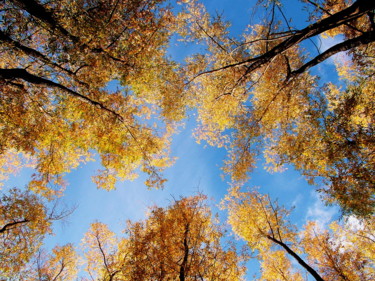 Photography titled "Golden autumn.jpg" by Oleg Abaimov, Original Artwork