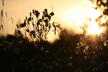 Photography titled "Field sunset.jpg" by Oleg Abaimov, Original Artwork