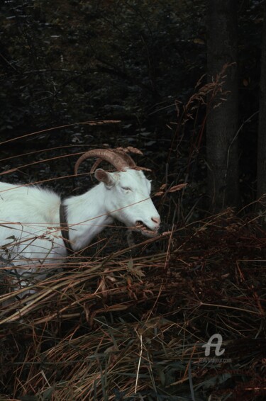 Fotografie mit dem Titel "Chèvre et herbe" von Oleg Andrienko, Original-Kunstwerk, Digitale Fotografie