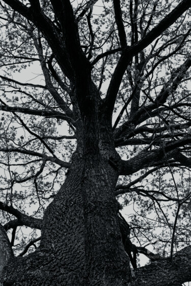 Fotografia intitolato "arbre de la vie" da Oleg Andrienko, Opera d'arte originale, Fotografia digitale