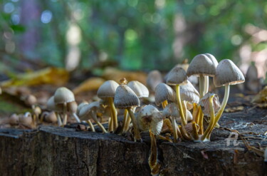 Photography titled "Forest mushrooms 2" by Oleg Marchak, Original Artwork, Digital Photography