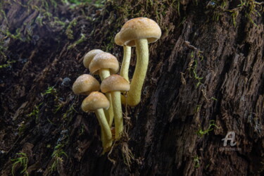 Fotografía titulada "Forest mushrooms  3" por Олег Марчак, Obra de arte original, Fotografía digital