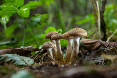 Photography titled "Forest mushrooms 5" by Oleg Marchak, Original Artwork, Digital Photography