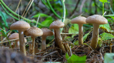 Photography titled "Forest mushrooms 7" by Oleg Marchak, Original Artwork, Digital Photography