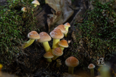 Photography titled "Forest mushrooms 8" by Oleg Marchak, Original Artwork, Digital Photography
