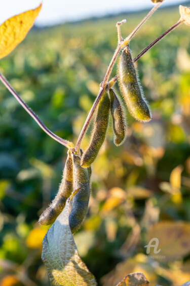 Photographie intitulée "Harvest of soy beans" par Oleg Marchak, Œuvre d'art originale, Photographie numérique