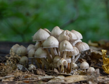 Forest mushrooms 9 Photography titled "Forest mushrooms 9" by Олег Марчак, Original Art, Digital Photography